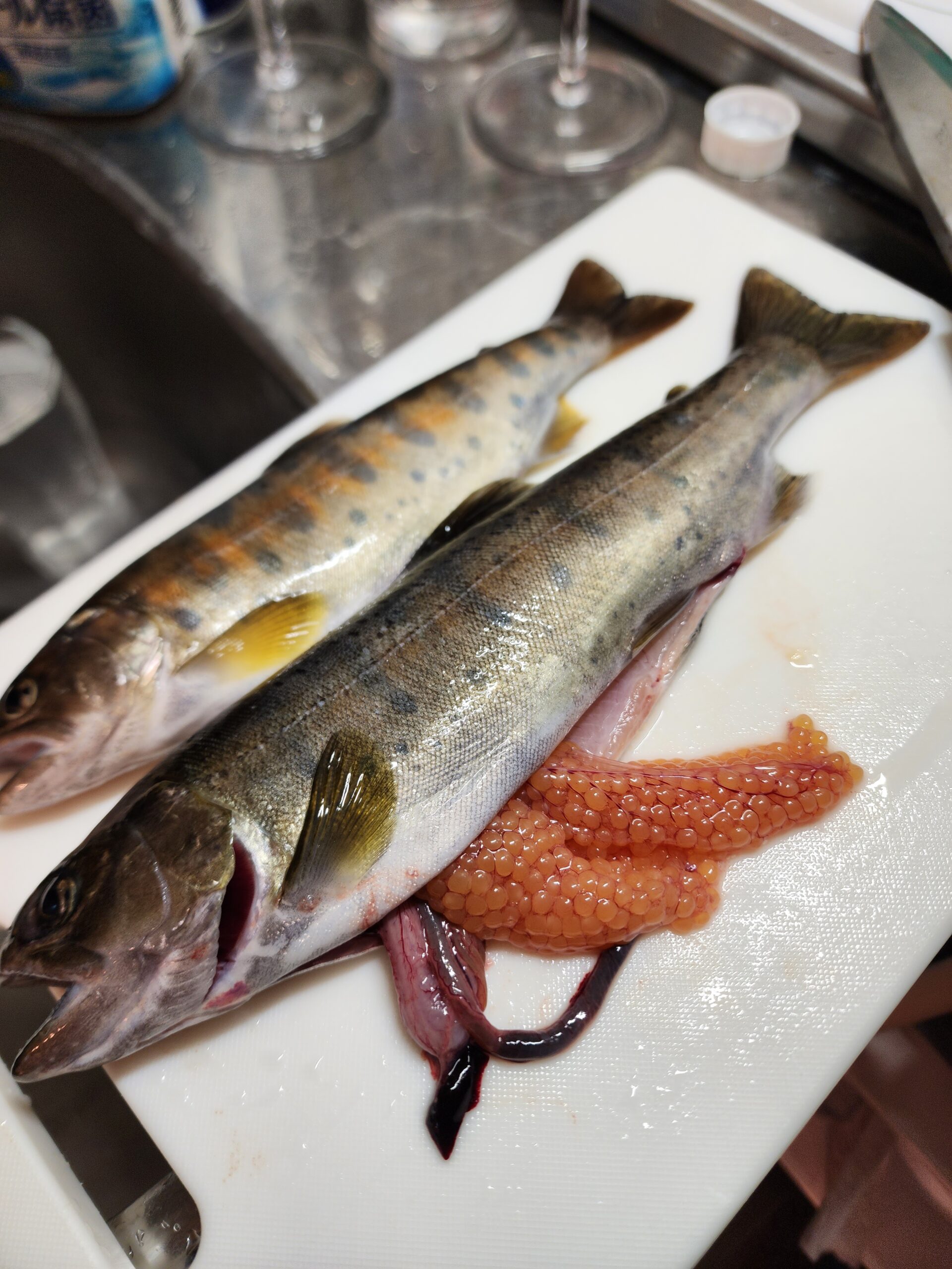 秋に釣れる貴重なレッドキャビアを抱えたヤマメ。清津川水系での秋の渓流釣りシーズンの一枚。