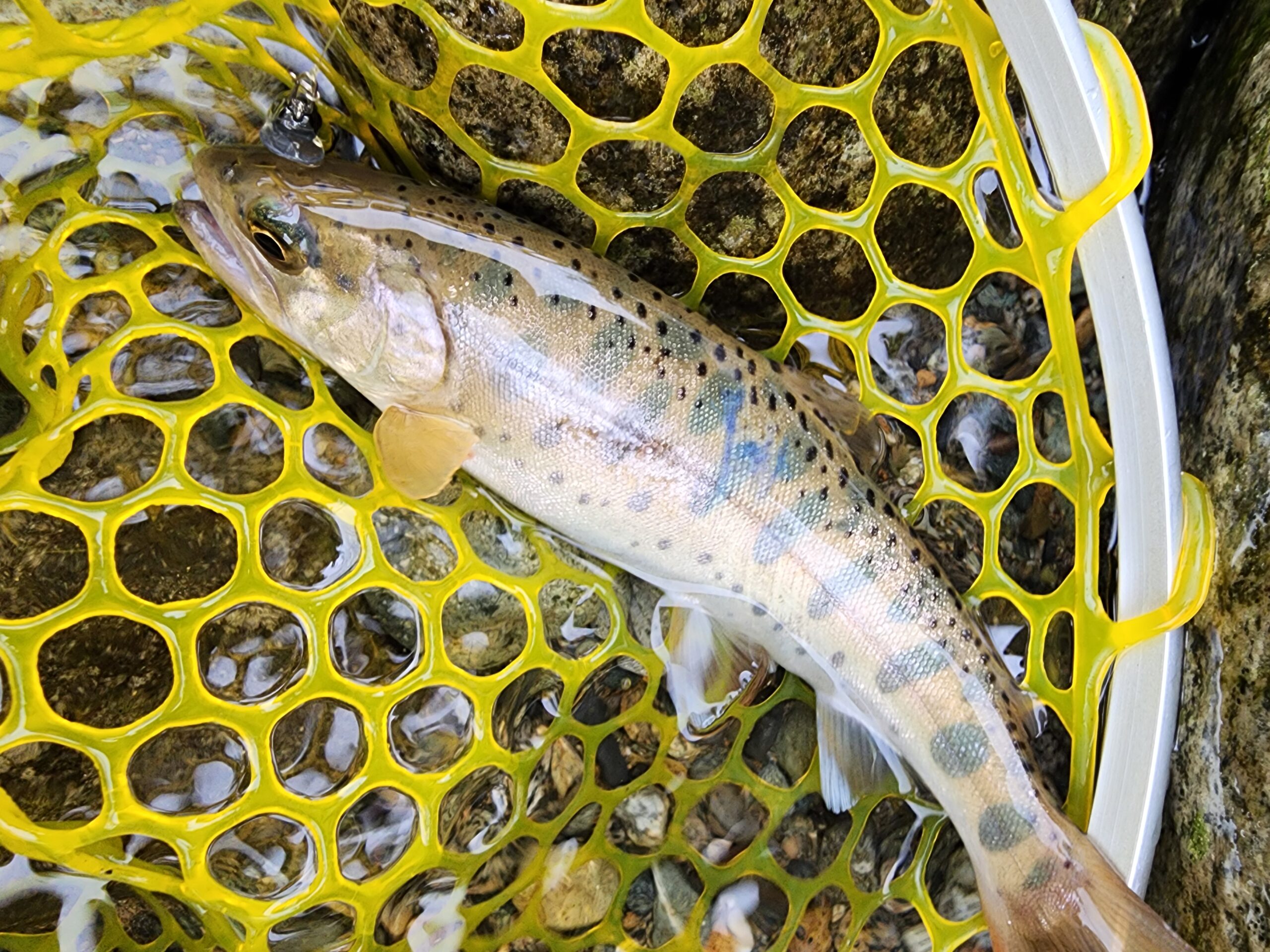 湯沢町・大源太川で釣れた50cm超の大型ニジマス。餌釣りでの記録的な釣果を紹介。