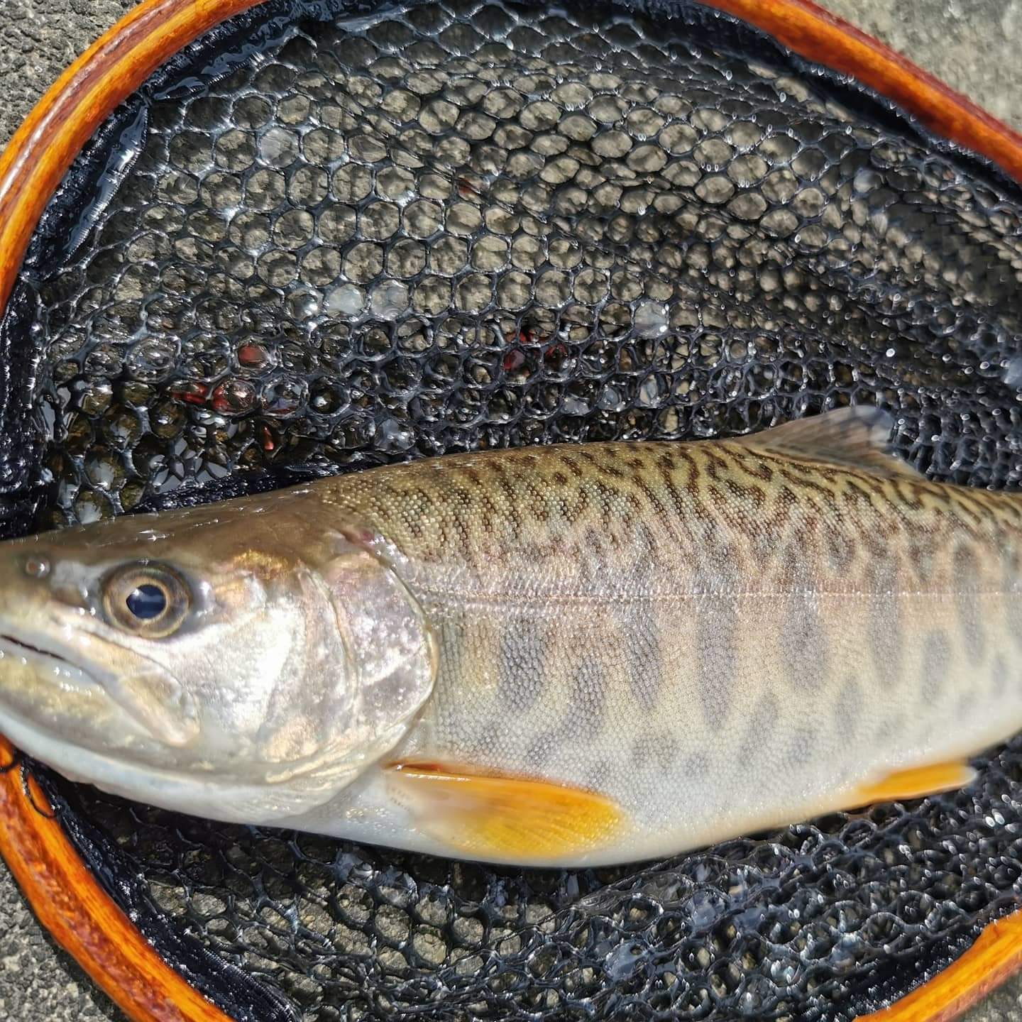 魚野川本流にて釣り上げた希少なカワサバ（イワナとヤマメの交雑種）。背中に鯖模様がある貴重な魚種。